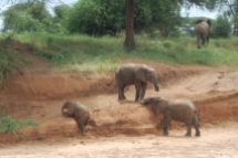 Selv småelefanter blir fort tunge i kroppen